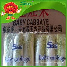 Kleine Babykohl Sweety Baby Gemüse chinesischen Baby Kohl roh